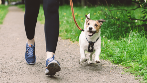 woman walking with small dog on trail