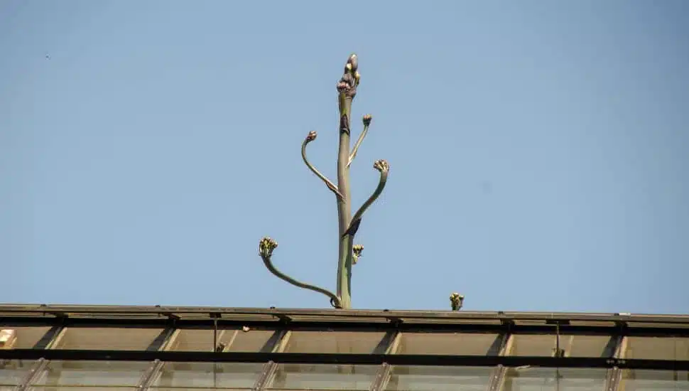 Century Plant