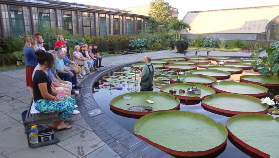 lilypads at longwood