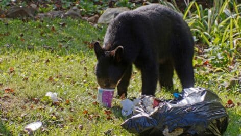 bear eatin gout of trashbag