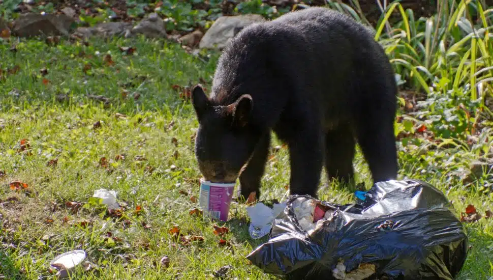 Bear-Free Bucks County: Tips to Keep Bears Off Your Property