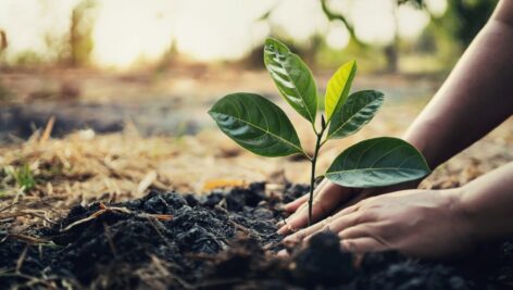 Image of hands planting tree in garden, indicating the concept of revitalizing areas/saving trees.