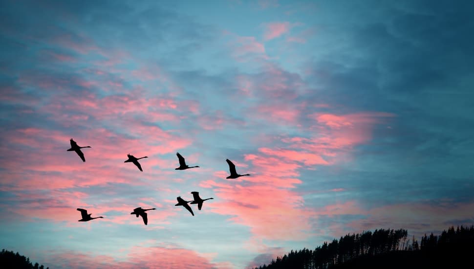 Flock of cranes spring or autumn migration