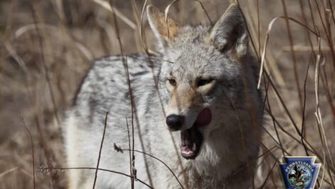 An eastern coyote in a field.