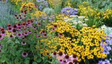 cluster of perennial flowers