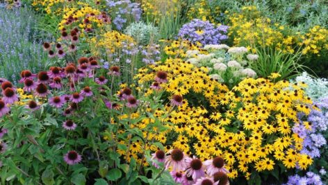 cluster of perennial flowers