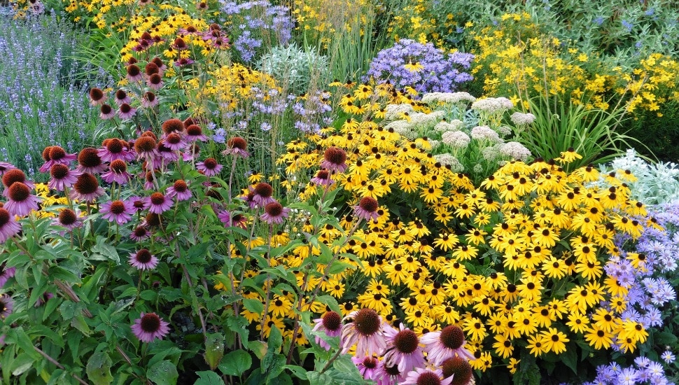 cluster of perennial flowers