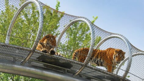 Two tigers at the Philadelphia Zoo.