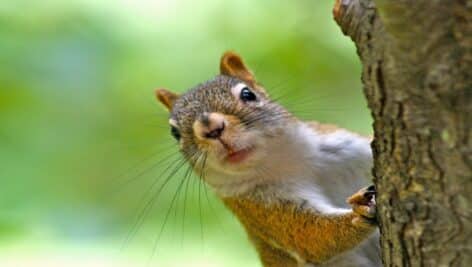 American Red Squirrel close-up of face looking around a tree trunk