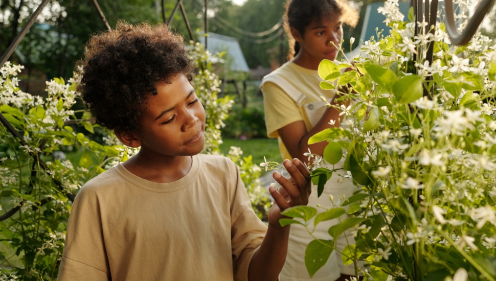 Young Black boy standing between green blooming bushes.