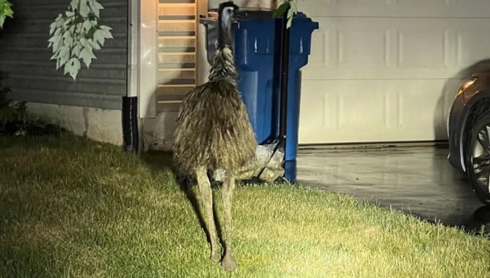 emu wandering around neighbor's yard near trash can