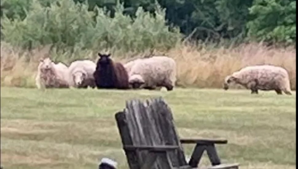 runaway sheep in Chalfont spotted in person's back yard