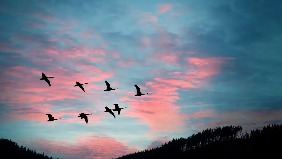 Flock of cranes spring or autumn migration