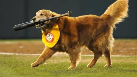 Golden retriever holding bat in mouth