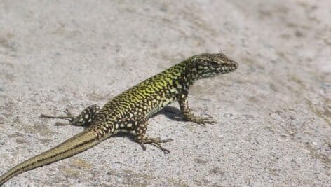 podarcis sicula, ruin lizard, Istanbul lizard, reptile, lizard, Italian Wall, dark green, back pattern, spots, brown and green, stripes,