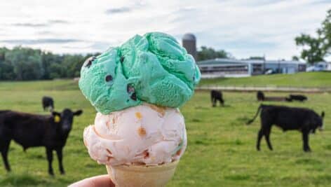 hand holding ice cream cone with two scoops of ice cream in front of field of dairy cows