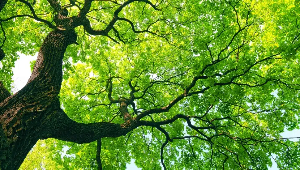 mighty old tree with green spring leaves from below looking up