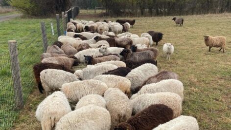 flock of sheep in meadow