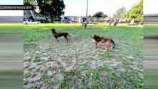 three dogs in Morrisville Dog Park