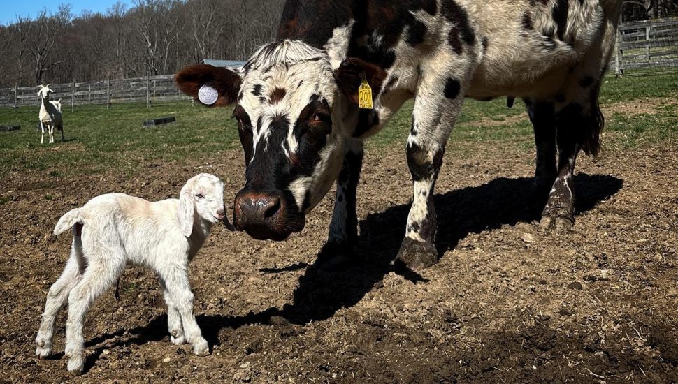 baby goat and cow at farm