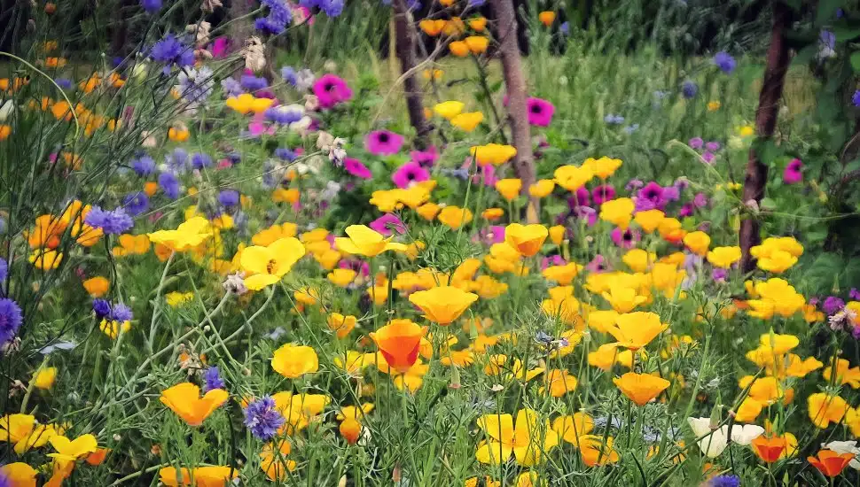 New Hope Preserve Among Best Places to Enjoy Wildflowers in Pennsylvania