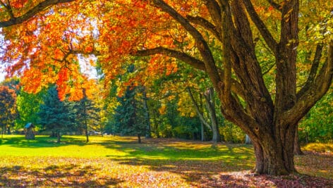 Autumn shade tree.