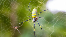 A Joro spider.