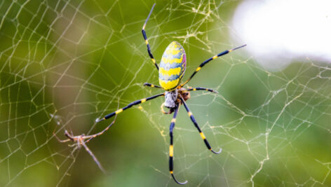 A Joro spider.