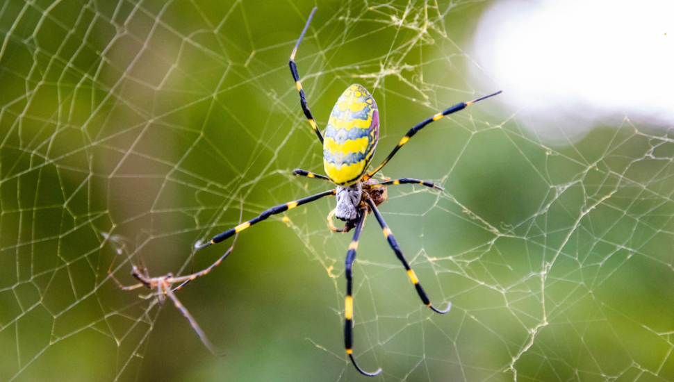 A Joro spider.