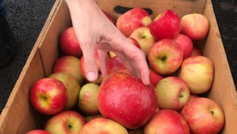 Solebury Orchards apples