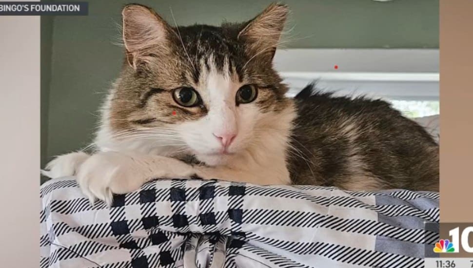 One of cats featured at Bingo's Foundation.