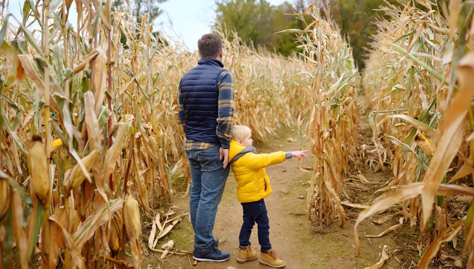 Father and son in a corn maze.