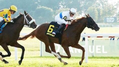 Horse Anglophile racing for Philadelphia Stallions.