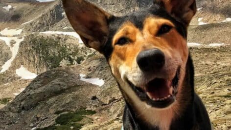 Supai, a Doylestown rescue pup, wins title of Happiest Pet on Earth.