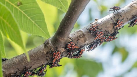 Spotted lanternflies on a tree branch.