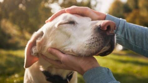 A senior yellow labrador is being petted by its owner.