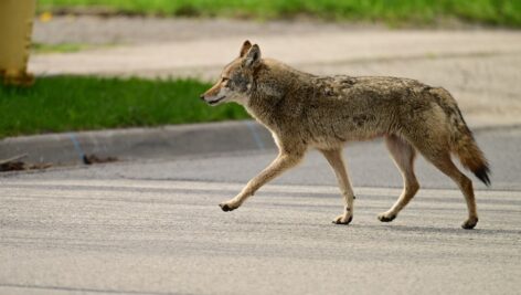 A wild coyote crossing a street in broad daylight.