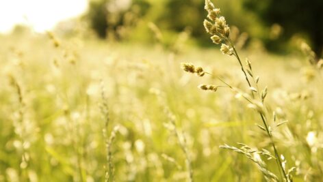 A field of wild grass in an open meadow.