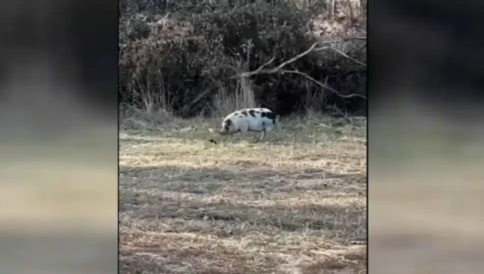 Bucks County Police Sent on Wild Pig Chase as Animal Continues to Evade Them for Weeks