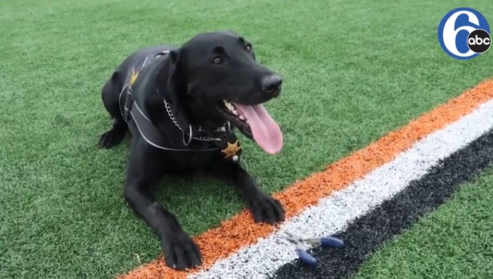 Zeke, a black Labrador retriever