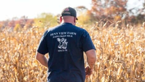 Mark Hockman of Penn View Farm walks into rows of drought-stricken corn stalks.