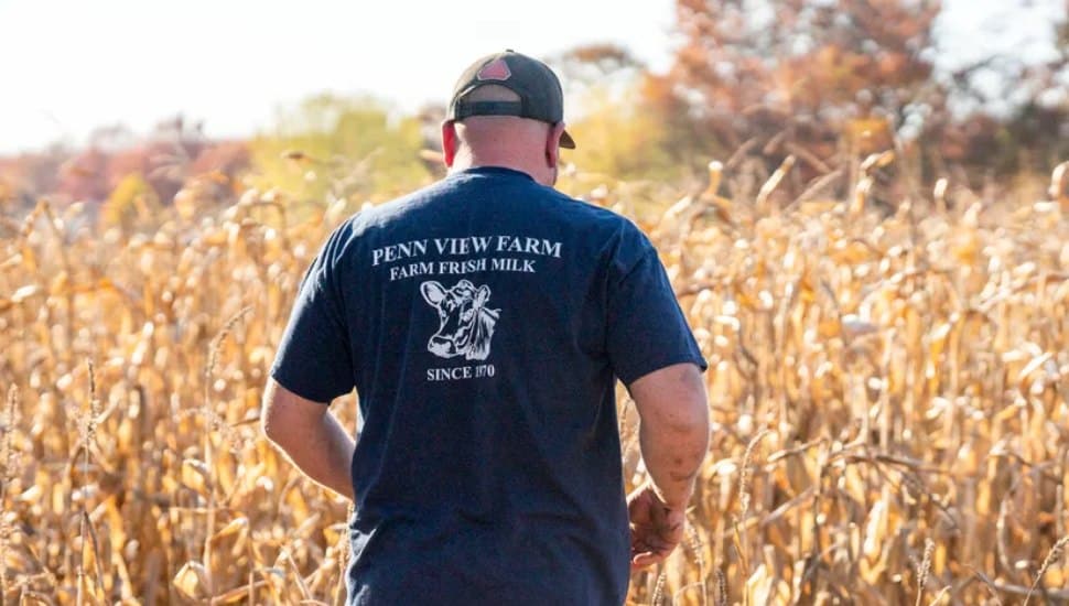 Mark Hockman of Penn View Farm walks into rows of drought-stricken corn stalks.