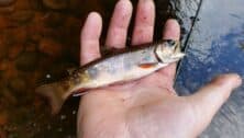 A native brook trout fingerling resting in someone's hand.