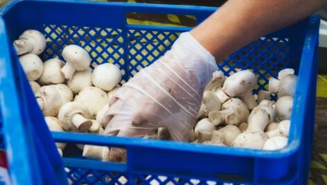 A worker picks up white mushrooms from blue crate