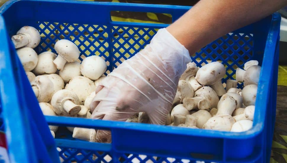 A worker picks up white mushrooms from blue crate