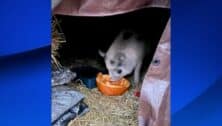 Pig eating food under a makeshift shelter in trampoline.