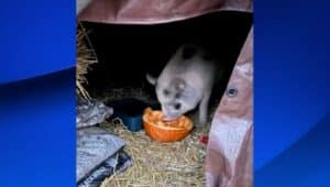 Pig eating food under a makeshift shelter in trampoline.