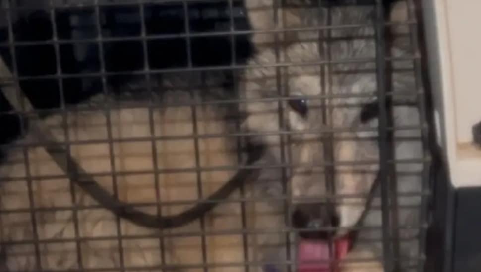 Wolf-dog hybrid sitting in a kennel.