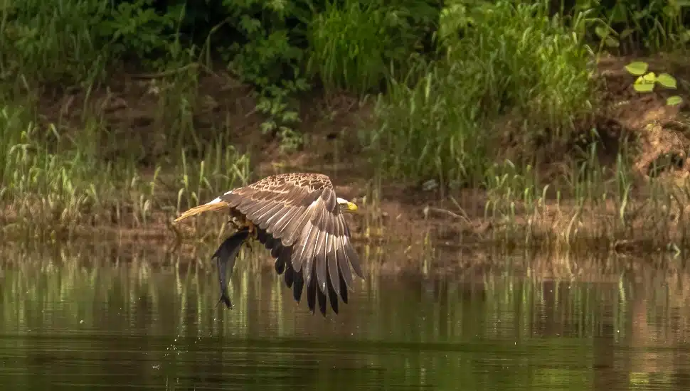 Bald Eagle catches a fish from the water of the Delaware River