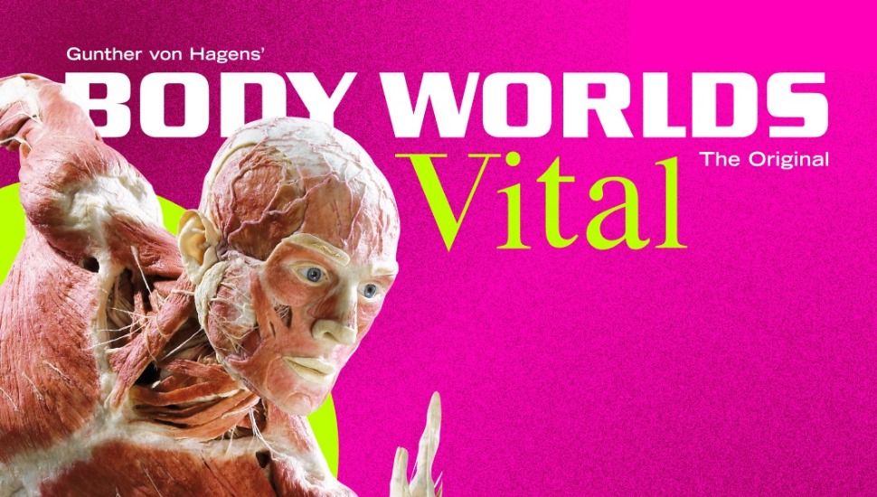 Franklin Institute to Bring Back Controversial ‘Body Worlds’ Exhibit